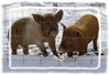 oink oink
