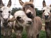 Wee Ones Donkeys