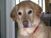 My Dog
