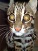 Asian Leopard Cat