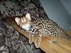 Asian Leopard Cat