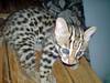 Asian Leopard Cat