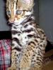 Asian Leopard Cat