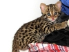 Asian Leopard Cat