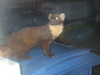what is this --> Beech marten (Martes foina)