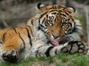 Sumatran Tiger (c) Art Slack - Photographer