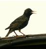 Starling (Sturnus vulgaris)