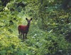 White-tailed Deer (c) Art Slack - Photographer