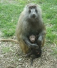 Baboon (c) Art Slack - Photographer