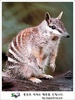 Numbat