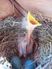Baby Robin