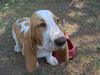 here's my dog!