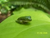 One eyed frog