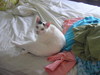 pet