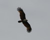 Brahminy Kite (Haliastur indus)