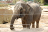 Asiatic elephant