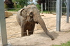 Asiatic elephant