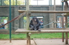 Chimpanzee