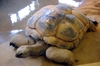 Giant Madagascan Tortoise