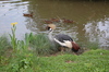 Great Crested Crane