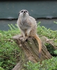 Meerkat