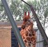 Giraffe - Giraffa camelopardalis