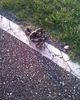 Snake, Alabama/Southeast US