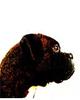 Brindle boxer headshot Ritmo Boxers