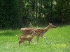 Axis Doe and Fawn - Chital (Axis axis)