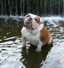 Gordo the Handsome!