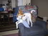 Pictures of My FoxTerrier MiMi