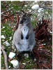 Bennet's wallaby 1