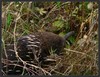 Baby echidna