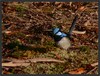 Male fairy wren
