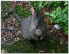 Pademelon 1