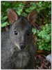 Pademelon 2