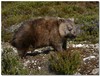 Wombat