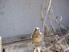 Canyon Towhee , Bisbee  AZ