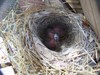 Canyon Towhee ,  Bisbee  AZ