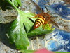 Another view of the Cicada Killer Wasp