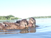 Mallard ducks swimming