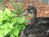 Mallard ducks sleeping and cuddling