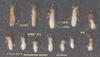 Japanese termite (Reticulitermes speratus)