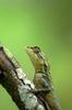 kindly identify this lizard found at koynanagar in western ghats in india