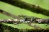 kindly identify this lizard found at koynanagar in western ghats in india