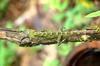 kindly identify this lizard found at koynanagar in western ghats in india
