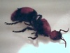 the biggst ant i have seen!!!!!!!!