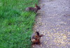 Front Yard Wildlife