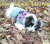 Puppy- Havanese