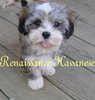 Puppy- Havanese